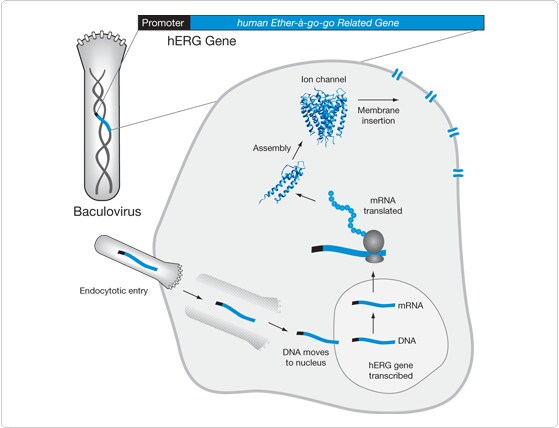 fluorescent-na.par.61760.image.559.428.1.s004786-fluxor-gif fluorescent-na.par.61760.image.559.428.1.s004786-fluxor-gif