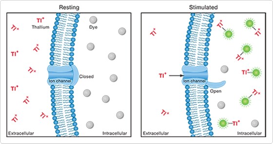 fluorescent-na.par.47470.image.560.296.1.s004691-thallium-redistribution-fluxor-assay-gif fluorescent-na.par.47470.image.560.296.1.s004691-thallium-redistribution-fluxor-assay-gif