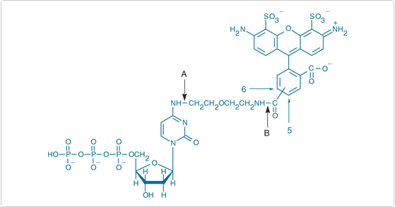 ChromaTide Alexa Fluor 488-7-OBEA-dCTP结构 ChromaTide Alexa Fluor 488-7-OBEA-dCTP结构