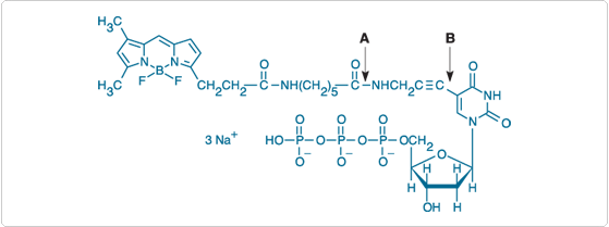 ChromaTide BODIPY FL-14-dUTP 结构 ChromaTide BODIPY FL-14-dUTP 结构