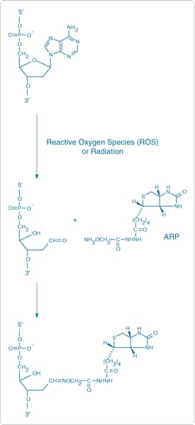 用于检测 DNA 损伤的醛反应性探针(ARP) 用于检测 DNA 损伤的醛反应性探针(ARP)