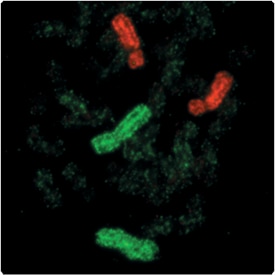标记的染料探针与人类中期染色体杂交 标记的染料探针与人类中期染色体杂交