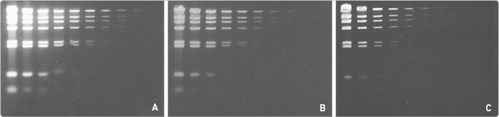 nucleic-acid-detection-electrophoretic-gels.par.65251.image.700.165.1.s000174-gels-sybr-green-gif nucleic-acid-detection-electrophoretic-gels.par.65251.image.700.165.1.s000174-gels-sybr-green-gif