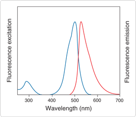 nucleic-acid-detection-electrophoretic-gels.par.18075.image.275.237.1.s002204-sybr-safe-dna-gel-stain-gif nucleic-acid-detection-electrophoretic-gels.par.18075.image.275.237.1.s002204-sybr-safe-dna-gel-stain-gif