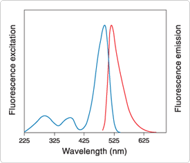 nucleic-acid-detection-electrophoretic-gels.par.64342.image.275.236.1.s000162-nucleic-acid-gel-stain-gif nucleic-acid-detection-electrophoretic-gels.par.64342.image.275.236.1.s000162-nucleic-acid-gel-stain-gif