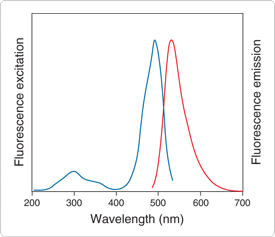 nucleic-acid-detection-electrophoretic-gels.par.0816.image.275.237.1.s001022-sybr-gold-nucleic-acid-gel-stain-gif nucleic-acid-detection-electrophoretic-gels.par.0816.image.275.237.1.s001022-sybr-gold-nucleic-acid-gel-stain-gif