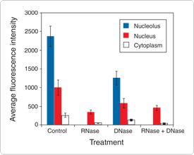 核酸染色 核酸染色