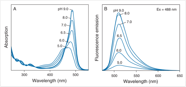 probes-near-neutral-ph.par.4950.image.600.281.1.s000316-ph-spectra-fluorescein-gif probes-near-neutral-ph.par.4950.image.600.281.1.s000316-ph-spectra-fluorescein-gif