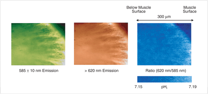 probes-near-neutral-ph.par.35115.image.700.316.1.s001586-confocal-fluorescence-images-gif probes-near-neutral-ph.par.35115.image.700.316.1.s001586-confocal-fluorescence-images-gif