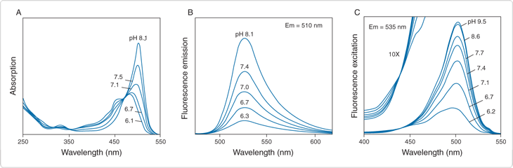 probes-near-neutral-ph.par.51796.image.730.240.1.s000317-ph-spectra-bcecf-gif probes-near-neutral-ph.par.51796.image.730.240.1.s000317-ph-spectra-bcecf-gif
