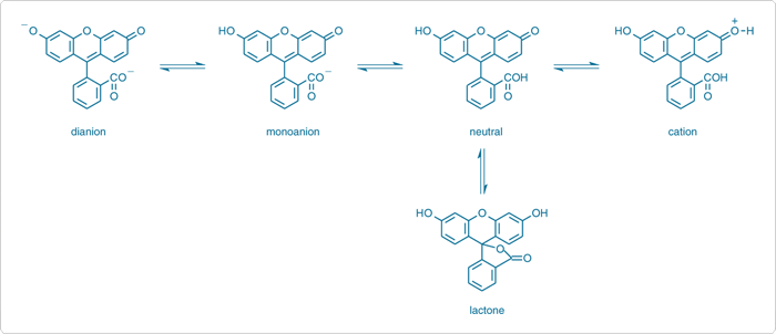 probes-near-neutral-ph.par.13126.image.700.302.1.s000309-equilibria-fluorescein-gif probes-near-neutral-ph.par.13126.image.700.302.1.s000309-equilibria-fluorescein-gif