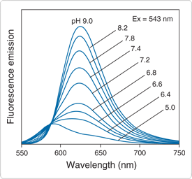 probes-near-neutral-ph.par.63474.image.275.256.1.s001340-fluorescence-emission-gif probes-near-neutral-ph.par.63474.image.275.256.1.s001340-fluorescence-emission-gif
