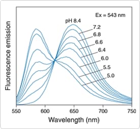 probes-near-neutral-ph.par.17084.image.275.253.1.s001484-fluorescence-emission-spectra-gif probes-near-neutral-ph.par.17084.image.275.253.1.s001484-fluorescence-emission-spectra-gif