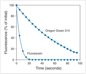 probes-actin.par.5146.image.275.236.1.s000213-photostability-gif probes-actin.par.5146.image.275.236.1.s000213-photostability-gif