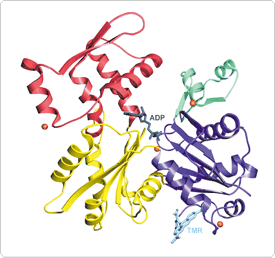 probes-actin.par.43981.image.275.258.1.s001664-structure-uncomplexed-actin-gif probes-actin.par.43981.image.275.258.1.s001664-structure-uncomplexed-actin-gif