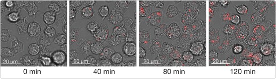 Probes for Following Receptor Binding and Phagocytosis—Section 16.1 ...