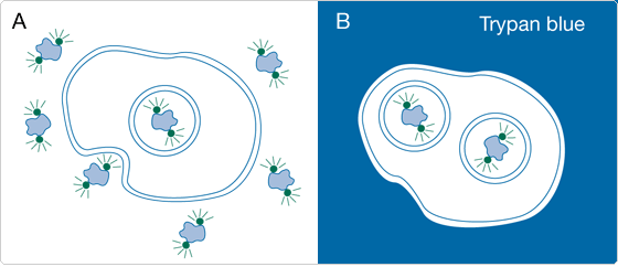 probes-following-receptor-binding.par.92274.image.560.242.1.s001698-vybrant-phagocytosis-assay-kit-gif probes-following-receptor-binding.par.92274.image.560.242.1.s001698-vybrant-phagocytosis-assay-kit-gif