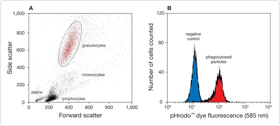 probes-following-receptor-binding.par.48192.image.559.251.1.s003727-s003728-phrodo-bioparticles-gif probes-following-receptor-binding.par.48192.image.559.251.1.s003727-s003728-phrodo-bioparticles-gif
