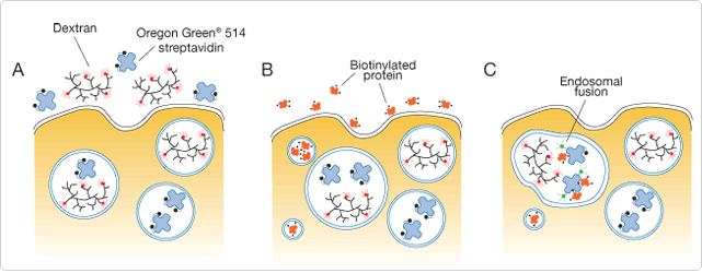 probes-following-receptor-binding.par.8355.image.641.250.1.s001697-detection-ndosomal-fusion-gif probes-following-receptor-binding.par.8355.image.641.250.1.s001697-detection-ndosomal-fusion-gif