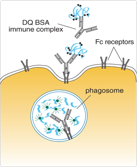 probes-following-receptor-binding.par.45769.image.275.336.1.s001693-immune-dq-bsa-conjugate-gif probes-following-receptor-binding.par.45769.image.275.336.1.s001693-immune-dq-bsa-conjugate-gif