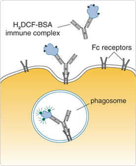 probes-following-receptor-binding.par.25392.image.275.336.1.s001689-oxyburst-reagent-gif probes-following-receptor-binding.par.25392.image.275.336.1.s001689-oxyburst-reagent-gif