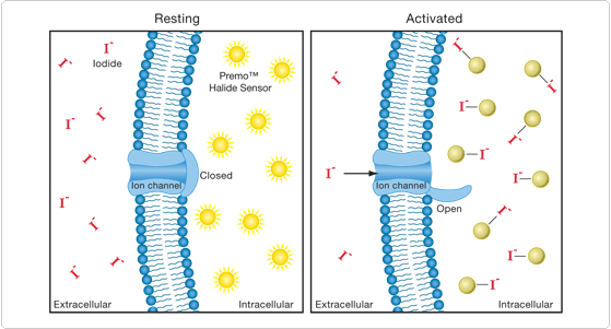 probes-ion-channels-carriers.par.51516.image.559.301.1.s006058-premo-halide-gif probes-ion-channels-carriers.par.51516.image.559.301.1.s006058-premo-halide-gif