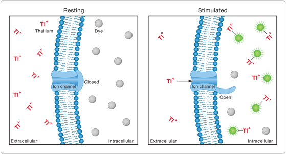 probes-ion-channels-carriers.par.32835.image.559.301.1.s004691-thallium-fluxor-assay-gif probes-ion-channels-carriers.par.32835.image.559.301.1.s004691-thallium-fluxor-assay-gif