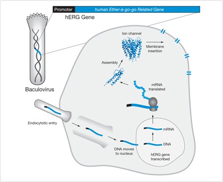 probes-ion-channels-carriers.par.70012.image.448.367.1.s004786-fluxor-gif probes-ion-channels-carriers.par.70012.image.448.367.1.s004786-fluxor-gif