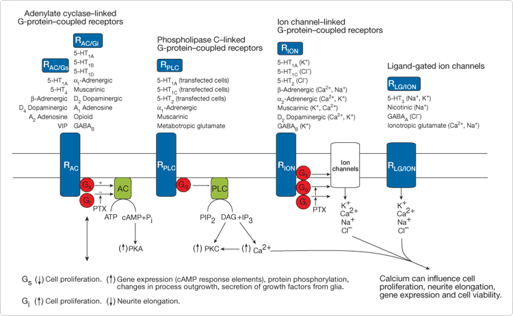 probes-neurotransmitter-receptors.par.29925.image.750.462.1.s000278-neurotransmitter-receptors-gif probes-neurotransmitter-receptors.par.29925.image.750.462.1.s000278-neurotransmitter-receptors-gif