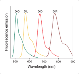 Dialkylcarbocyanine and Dialkylaminostyryl Probes—Section 13.4 | Thermo ...