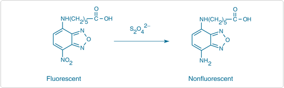 二硫氰酸盐还原 6-(N-(7-硝基苄溴-2-氧杂-1,3-二唑-4-基)氨基)己酸(NBD-X) 二硫氰酸盐还原 6-(N-(7-硝基苄溴-2-氧杂-1,3-二唑-4-基)氨基)己酸(NBD-X)