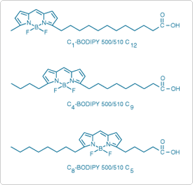 BODIPY 500/510磷脂脂肪酸同源系列 BODIPY 500/510磷脂脂肪酸同源系列