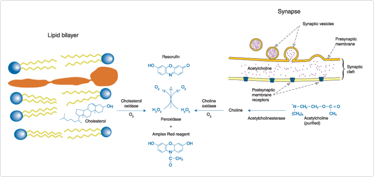 sphingolipids-steroids-lipopolysaccharides.par.66943.image.750.355.1.s002040-enzyme-coupled-amplex-red-gif sphingolipids-steroids-lipopolysaccharides.par.66943.image.750.355.1.s002040-enzyme-coupled-amplex-red-gif