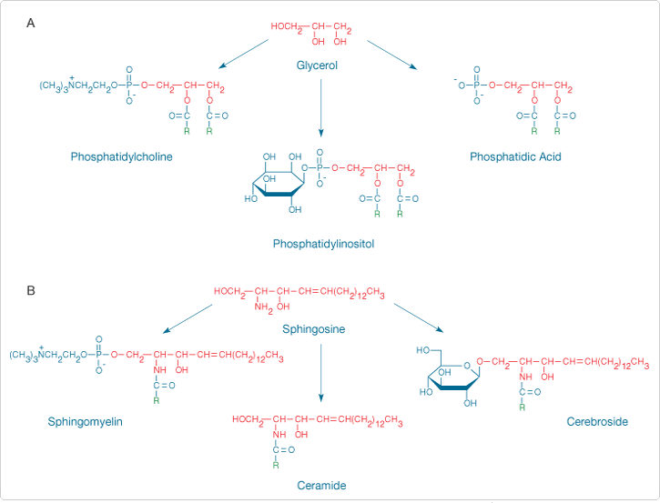 intro-membrane-probes.par.6388.image.725.553.1.s001307-phosphatidylcholines-gif intro-membrane-probes.par.6388.image.725.553.1.s001307-phosphatidylcholines-gif