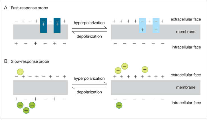 intro-potentiometric-probes.par.67444.image.725.422.1.s001665-mechanisms-membrane-probes-gif intro-potentiometric-probes.par.67444.image.725.422.1.s001665-mechanisms-membrane-probes-gif