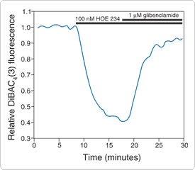 slow-response-probes.par.77673.image.275.240.1.s001683-atp-sensitive-potassium-gif slow-response-probes.par.77673.image.275.240.1.s001683-atp-sensitive-potassium-gif