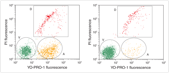 probes-for-nucleus.par.23046.image.559.243.1.s001198-membrane-permeability-dead-cell-apoptosis-kit-gif probes-for-nucleus.par.23046.image.559.243.1.s001198-membrane-permeability-dead-cell-apoptosis-kit-gif