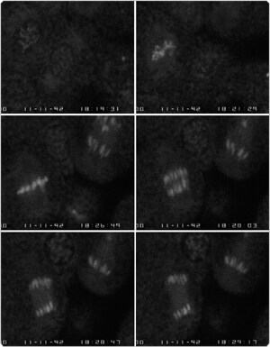 probes-for-nucleus.par.52658.image.300.385.1.s001836-yoyo-1-dye-gif probes-for-nucleus.par.52658.image.300.385.1.s001836-yoyo-1-dye-gif