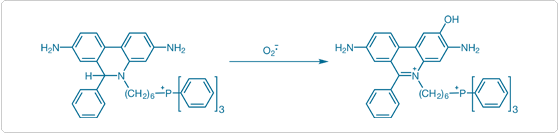 reactive-oxygen-species.par.60824.image.559.133.1.s007557-oxidation-mitosox-red-gif reactive-oxygen-species.par.60824.image.559.133.1.s007557-oxidation-mitosox-red-gif