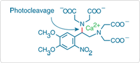 calcium-regulation.par.1060.image.275.124.1.s001413-iminodiacetic-acid-products-gif calcium-regulation.par.1060.image.275.124.1.s001413-iminodiacetic-acid-products-gif