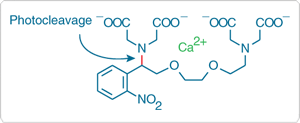 calcium-regulation.par.98302.image.300.123.1.s000270-np-egta-gif calcium-regulation.par.98302.image.300.123.1.s000270-np-egta-gif