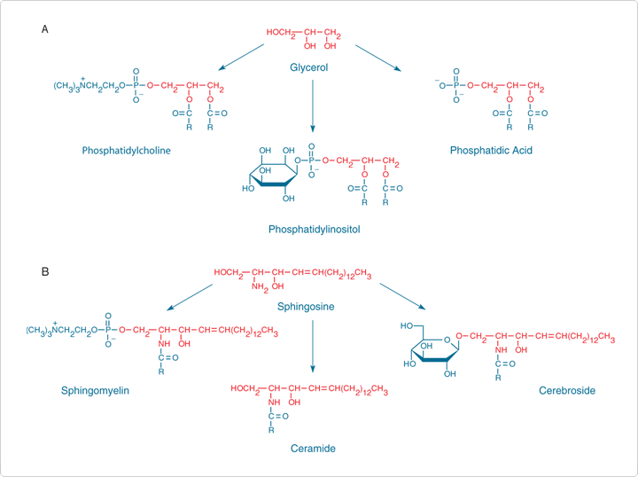 probes-lipid-metabolism.par.23480.image.720.538.1.s001307-phosphatidic-acids-gif probes-lipid-metabolism.par.23480.image.720.538.1.s001307-phosphatidic-acids-gif