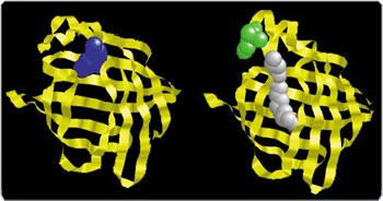 probes-lipid-metabolism.par.60408.image.350.184.1.s001687-acid-indicator-gif probes-lipid-metabolism.par.60408.image.350.184.1.s001687-acid-indicator-gif