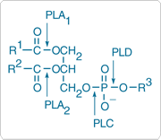 probes-lipid-metabolism.par.55630.image.180.156.1.s000281-phospholipases-gif probes-lipid-metabolism.par.55630.image.180.156.1.s000281-phospholipases-gif