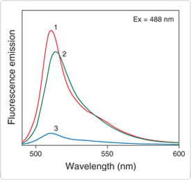 probes-protein-kinases.par.17939.image.275.259.1.s001170-fluorescence-emission-spectra-gif probes-protein-kinases.par.17939.image.275.259.1.s001170-fluorescence-emission-spectra-gif