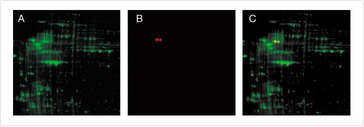 detection-total-protein-profile.par.77387.image.725.254.1.s001462-dual-labeling-proteins-jpg detection-total-protein-profile.par.77387.image.725.254.1.s001462-dual-labeling-proteins-jpg