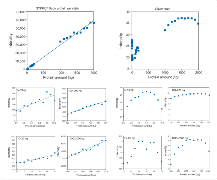 detection-total-protein-profile.par.44959.image.725.600.1.s001869-quantitation-proteins-sypro-ruby-gif detection-total-protein-profile.par.44959.image.725.600.1.s001869-quantitation-proteins-sypro-ruby-gif