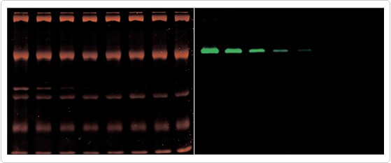 detection-total-protein-profile.par.16040.image.559.233.1.s001454-sypro-tangerine-protein-gel-gif detection-total-protein-profile.par.16040.image.559.233.1.s001454-sypro-tangerine-protein-gel-gif