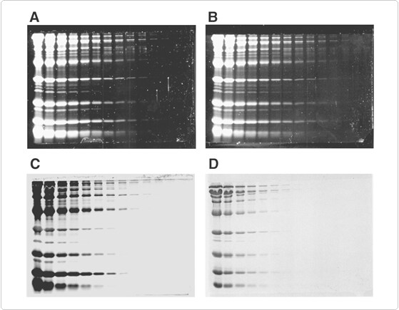 detection-total-protein-profile.par.96334.image.559.435.1.s000186-sensitivity-sypro-orange-red-gif detection-total-protein-profile.par.96334.image.559.435.1.s000186-sensitivity-sypro-orange-red-gif