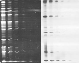 detection-total-protein-profile.par.18893.image.275.218.1.s001847-sypro-ruby-protein-gif detection-total-protein-profile.par.18893.image.275.218.1.s001847-sypro-ruby-protein-gif